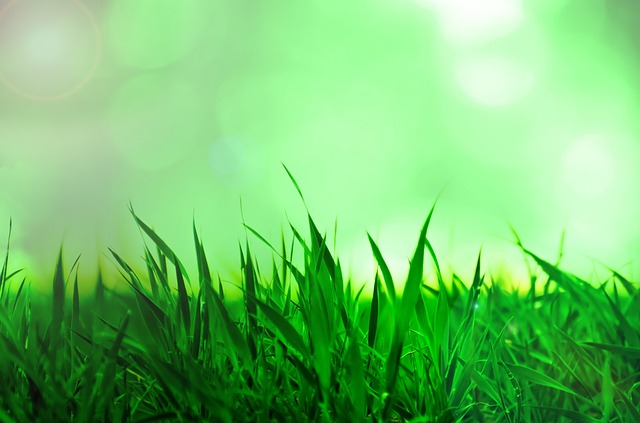 grass-218186_640